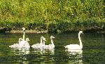 Swans Near Colter Bay